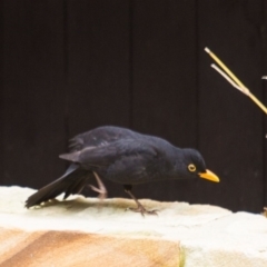 Turdus merula at Queanbeyan West, NSW - 10 Sep 2016