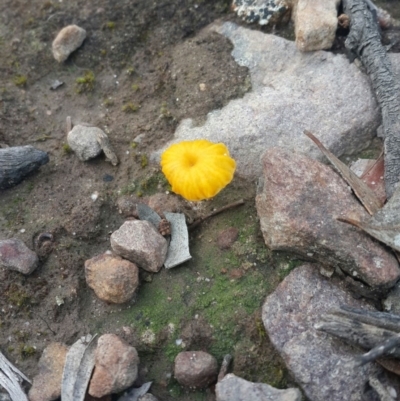 Lichenomphalia chromacea (Yellow Navel) at Karabar, NSW - 11 Sep 2016 by Speedsta