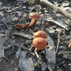 Dermocybe sp. - 1 Jan 1900 by Speedsta