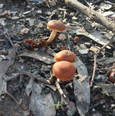 Dermocybe sp. - 1 Jan 1900 by Speedsta