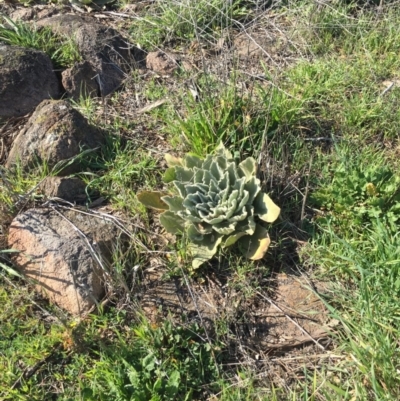 Verbascum thapsus subsp. thapsus (Great Mullein, Aaron's Rod) at Chisholm, ACT - 5 Sep 2016 by CCS