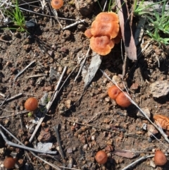 Laccaria sp. (Laccaria) at Chisholm, ACT - 12 Sep 2016 by CCS