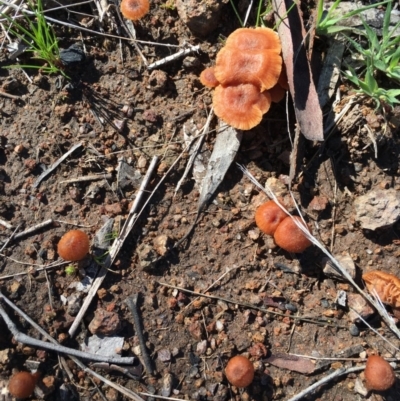 Laccaria sp. (Laccaria) at Chisholm, ACT - 12 Sep 2016 by CCS