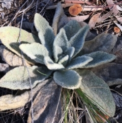 Verbascum thapsus subsp. thapsus (Great Mullein, Aaron's Rod) at Chisholm, ACT - 12 Sep 2016 by CCS