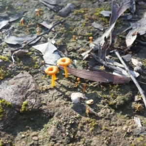 Lichenomphalia chromacea at Karabar, NSW - 11 Sep 2016