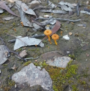 Lichenomphalia chromacea at Karabar, NSW - 11 Sep 2016