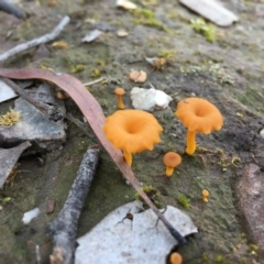 Lichenomphalia chromacea at Karabar, NSW - 11 Sep 2016