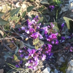 Hardenbergia violacea (False Sarsaparilla) at Karabar, NSW - 11 Sep 2016 by Speedsta
