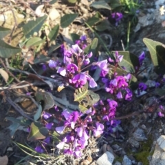 Hardenbergia violacea (False Sarsaparilla) at Karabar, NSW - 10 Sep 2016 by Speedsta