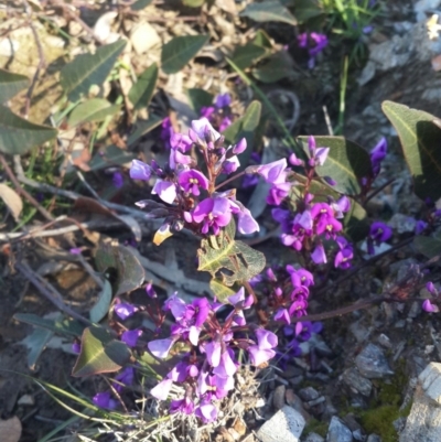 Hardenbergia violacea (False Sarsaparilla) at Karabar, NSW - 10 Sep 2016 by Speedsta