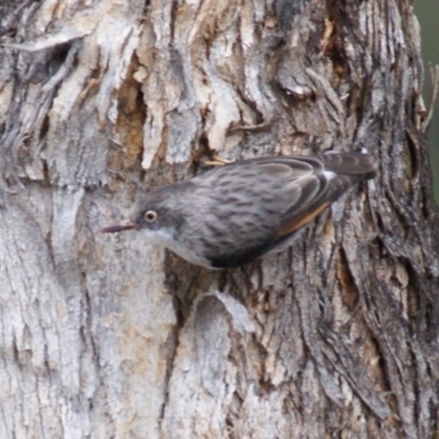 Daphoenositta chrysoptera (Varied Sittella) at Googong, NSW - 10 Sep 2016 by roymcd