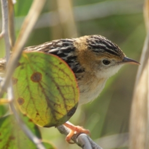 Cisticola exilis at Fyshwick, ACT - 7 Sep 2016