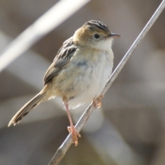 Cisticola exilis at Fyshwick, ACT - 7 Sep 2016