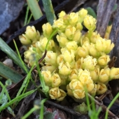 Lomandra bracteata (Small Matrush) at Wandiyali-Environa Conservation Area - 12 Sep 2016 by Wandiyali