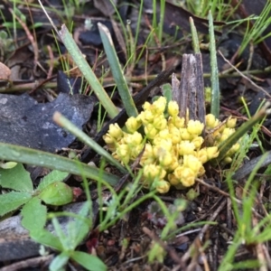 Lomandra bracteata at Googong, NSW - 12 Sep 2016 03:34 PM