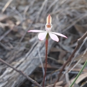 Caladenia fuscata at Canberra Central, ACT - 12 Sep 2016