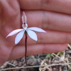 Caladenia fuscata (Dusky Fingers) at Hackett, ACT - 12 Sep 2016 by NickWilson