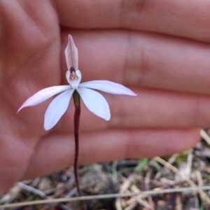 Caladenia fuscata at Hackett, ACT - 12 Sep 2016