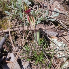 Caladenia actensis (Canberra Spider Orchid) by NickWilson