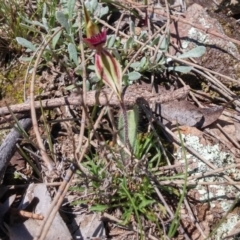 Caladenia actensis (Canberra Spider Orchid) at Canberra Central, ACT - 12 Sep 2016 by NickWilson