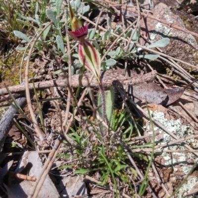 Caladenia actensis (Canberra Spider Orchid) by NickWilson
