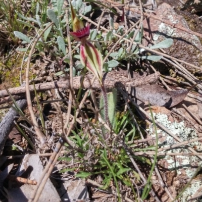 Caladenia actensis (Canberra Spider Orchid) at Canberra Central, ACT - 12 Sep 2016 by NickWilson