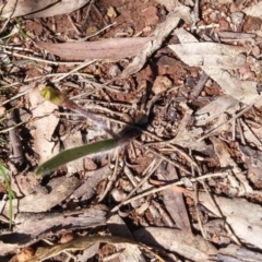 Caladenia actensis at suppressed - 12 Sep 2016