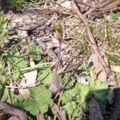 Caladenia actensis at suppressed - 12 Sep 2016