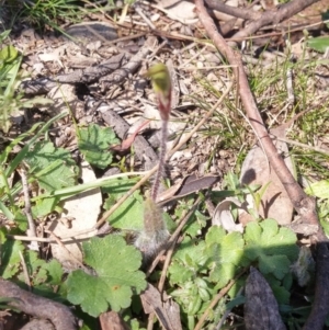 Caladenia actensis at suppressed - suppressed