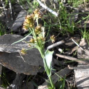 Luzula sp. at Majura, ACT - 12 Sep 2016 04:07 PM