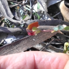 Bossiaea buxifolia at Majura, ACT - 12 Sep 2016 04:25 PM