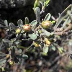 Hibbertia obtusifolia (Grey Guinea-flower) at Majura, ACT - 12 Sep 2016 by SilkeSma