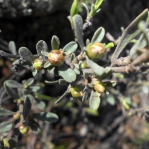 Hibbertia obtusifolia at Majura, ACT - 12 Sep 2016 04:36 PM