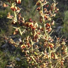 Daviesia genistifolia (Broom Bitter Pea) at Mount Ainslie - 12 Sep 2016 by SilkeSma