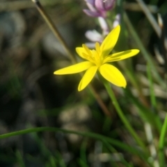 Hypoxis hygrometrica at Gungahlin, ACT - 12 Sep 2016