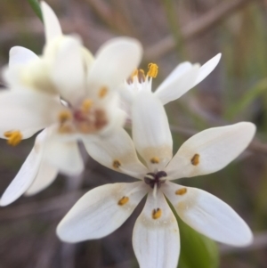 Wurmbea dioica subsp. dioica at Gungahlin, ACT - 12 Sep 2016