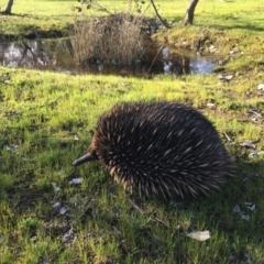 Tachyglossus aculeatus (Short-beaked Echidna) at Mulligans Flat - 12 Sep 2016 by JasonC