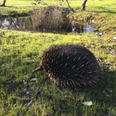 Tachyglossus aculeatus (Short-beaked Echidna) at Gungahlin, ACT - 12 Sep 2016 by JasonC