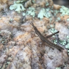 Keyacris scurra (Key's Matchstick Grasshopper) at Forde, ACT - 12 Sep 2016 by JasonC