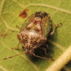 Ocirrhoe dallasi (Shield bug) at Conder, ACT - 17 Apr 2015 by MichaelBedingfield