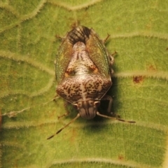 Ocirrhoe dallasi at Conder, ACT - 17 Apr 2015 01:06 PM