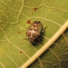 Ocirrhoe dallasi at Conder, ACT - 17 Apr 2015 01:06 PM