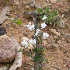 Cryptandra amara (Bitter Cryptandra) at Isaacs, ACT - 24 Aug 2016 by Mike