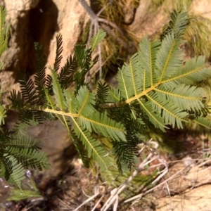 Acacia baileyana x Acacia decurrens at Isaacs, ACT - 12 Sep 2016 02:36 PM