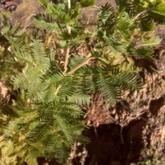 Acacia baileyana x Acacia decurrens at Isaacs, ACT - 12 Sep 2016 02:36 PM