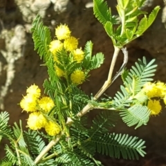 Acacia baileyana x Acacia decurrens at Isaacs, ACT - 12 Sep 2016 02:36 PM