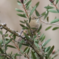 Acrocephalus australis (Australian Reed-Warbler) at Jerrabomberra Wetlands - 9 Sep 2016 by roymcd