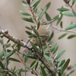 Acrocephalus australis at Fyshwick, ACT - 9 Sep 2016