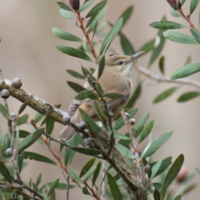 Acrocephalus australis (Australian Reed-Warbler) at Jerrabomberra Wetlands - 9 Sep 2016 by roymcd