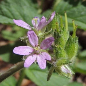 Erodium moschatum at Conder, ACT - 11 Sep 2016 01:33 PM